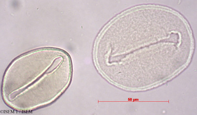 ISEM 1/Oenocarpus_bataua_29447/Oenocarpus_bataua_29447_0001(copy)_thumb.jpg